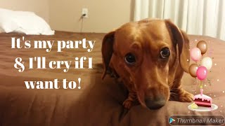 Interview with a Chatty Dachshund Birthday Edition [upl. by Rabelais]