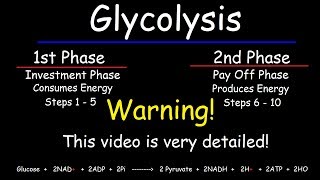 Glycolysis  Biochemistry [upl. by Oisangi]