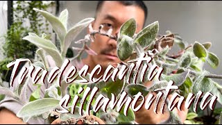 Tradescantia Sillamontana Care Tips and Propagation  WITH UPDATES [upl. by Festa]