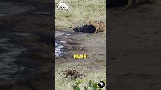 Buffalo Es Cazado por una Manada de Leones y Toma su Ultimo Baño  short animales [upl. by Molloy306]