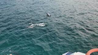 Delfines en la Bahía de Santoña  Excursiones Marítimas Santoña Laredo [upl. by Ambrosius656]