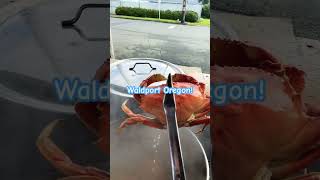 Fresh local Crab Waldport Oregon🦀dungenesscrab crabcooking crabboil [upl. by Ume]