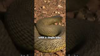 The Inland Taipan shorts animalfacts [upl. by Rodmann]