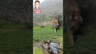 Tiger And Wild Boar Interesting Video [upl. by Adihsaar]