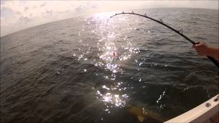 Blacktip Shark Fishing in Georgia with Island Angler Charters [upl. by Ak]