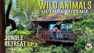 Jungle cottage facing tiger reserve forest  Jeep safari at night  Jungle retreat Wayanad EP3 [upl. by Forta]