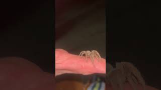 MEXICAN BABY TARANTULA 🕷️🕸️tarantula [upl. by Seka]