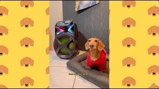 Malcom soltou a voz Meu cachorro salsicha tem talento [upl. by Ocsic]