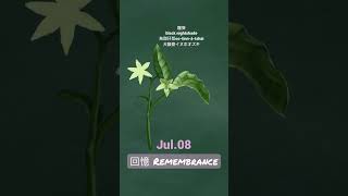 【366花語Jul8】回憶  remembrance [upl. by Hsivat704]