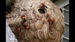 Dramatic The evacuation process of a wasp nest the size of a cows head sarang tawon damkar [upl. by Theurich325]