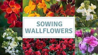 How To Sow Wallflower Seeds  Erysimum Seeds [upl. by Eocsor]