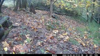 Foraging Varied Thrush [upl. by Raine]