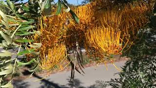 Grevillea robusta Silky oak [upl. by Aiset]