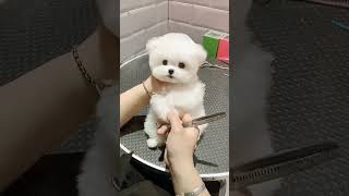 dogshorts dogs dogsofyoutube doglover pomeranian pomerianpuppy [upl. by Amabel286]