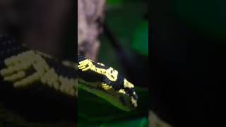 Snake YELLOW amp Black Snake [upl. by Aubarta]