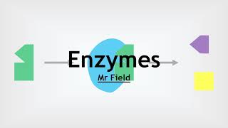 GCSE Biology 05  Enzymes [upl. by Garrick473]