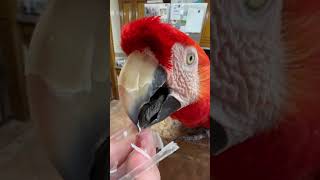 Person is preening their Macaw Parrot [upl. by Neel]