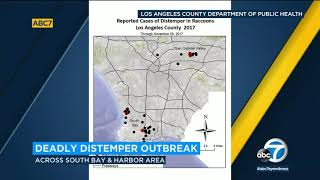 Distemper virus potentially deadly to dogs on the rise in South Bay  ABC7 [upl. by Ab403]