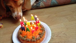 Beagle Barnie feiert Geburtstag [upl. by Mcclees]