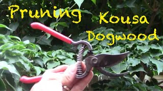 Kousa Dogwood Tree Pruning and shaping in the Summertime [upl. by Shafer666]