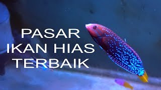 Pasar Ikan Hias SUMENEP JAKPUS [upl. by Nwahsav521]