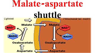 Malate aspertate shuttle [upl. by Reese88]