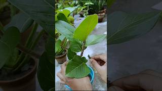 Pruning Ficus Banyan Bonsai – Beginner’s First Cut shorts ficusbanyan pruning [upl. by Kcyred10]