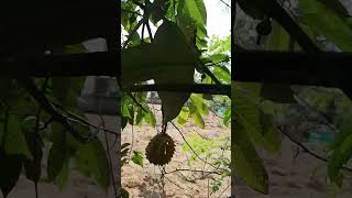 ROLLINIA FRUIT FREE SEED ph9048950039 [upl. by Minetta347]