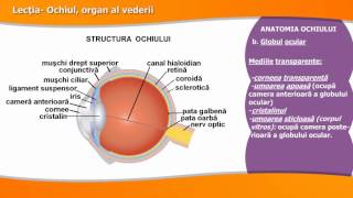 OCHIUL ORGAN AL VEDERII [upl. by Owen269]