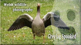 Greylag Spooked [upl. by Tartan]