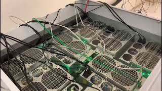 Immersion Mining at home with 8 Antminers S19J PROs  sound of silence [upl. by Thisbee]