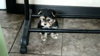 Morkie Puppies For Sale [upl. by Odlanar]