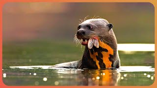 How Were Trying To Save The Giant Otter  Mission Giant Otter  Real Wild [upl. by Adiaroz]