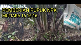 PEMBERIAN PUPUK NPK MUTIARA 16 16 16kelapasawit [upl. by Cohdwell2]