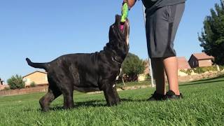 Introducing The Apex Predator Di Fellone Neapolitan Mastiff [upl. by Florian]