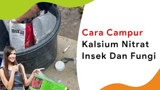 Campuran untuk Pupuk Kalsium Nitrat Insek dan Fungi [upl. by Burdelle]