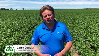 Tips for Introducing Soybeans into SemiArid Climates [upl. by Ettenrahs175]