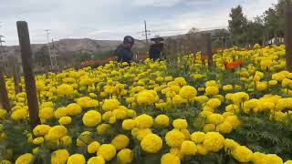 small flower farm￼ [upl. by Oilejor]