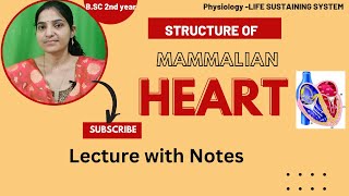 Structure of Mammalian Heart BSc 2nd yearPhysiology of Heartstructure of Human Heartheart [upl. by Mcloughlin316]