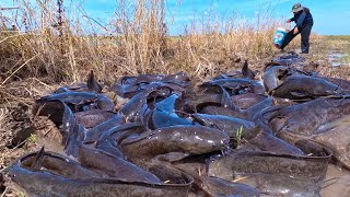 Amazing After the rain I caught a lot of strange fish in the fields [upl. by Alekim796]