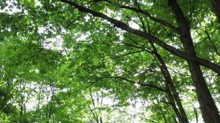 Sun and trees 003  free stock footage 1080p HD [upl. by Burchett704]