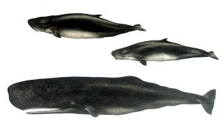 All Sperm Whale Species  Species List [upl. by Franek530]