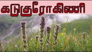 Picrorhiza kurroa கடுகுரோகிணியின் வைத்தியம்  kutki medicine [upl. by Anitsej]