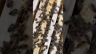 ASMR Bees in the hive beelife farming agriculture honeybee bees beekeeping [upl. by Isis]