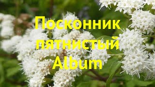 Посконник пятнистый Альбум Краткий обзор описание характеристик eupatorium maculatum Album [upl. by Dettmer]