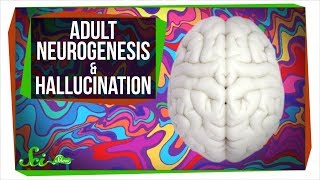 People Grow Brain Cells Well Into Their 80s  SciShow News [upl. by Airekat]