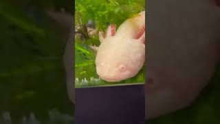 Axolotl laying EGGS 😱 The Office Version [upl. by Amsirac]