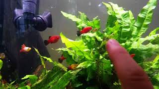 unboxing blue platys platies and guppies [upl. by Anoyk]