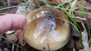 Hygrophore limace Hygrophorus latitabundus un champignon gluant très bon comestible [upl. by Khanna]