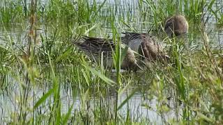 Feeding Garganeys Marshside RSPB [upl. by Ecinuahs537]